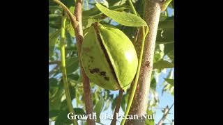 Growth of a Pecan Nut