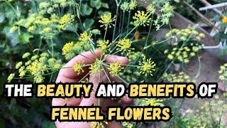 The Beauty and Benefits of Fennel Flowers  #fennel #flowers #flowergarden #garden #healthy #herbs