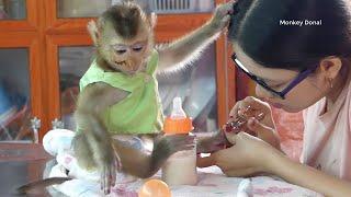 Cute Animal Mom Take Good Care And Clean Baby Monkey Donals Nail