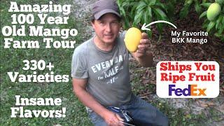 100 Year Old Mango Farm Grows 330+ Varieties. Ships You the Best Ones