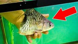 5 Creepy Mutant Fish Caught On Camera