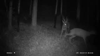 Nocne naganie z fotopułapki Ereagle E1S