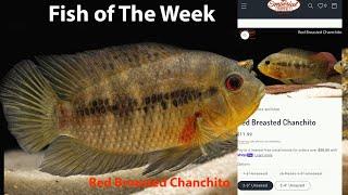 Red Breasted Chanchito #imperialtropicals #aquariumfish
