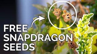 How to Save Snapdragon Seeds  Collecting Antirrhinum Seeds