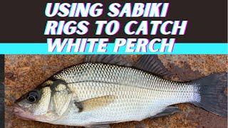 Using Sabiki Rigs To Catch White Perch
