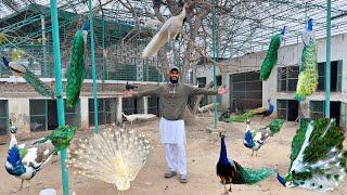 Mini Zoo K  Liye Mor  Peacock   Leny Gaye   Ahma Daily Pets Vlogs