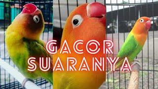 Suara burung Lovebird Gacor