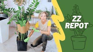 How To Repot Rootbound ZZ Plant & Support Stems  Zamioculcas Zamiifolia 