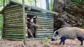 Build shelters survival skills and trap wild boars survival alone