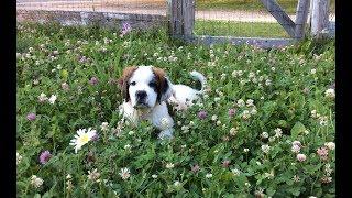 Saint Bernard Puppy Meets The Goats