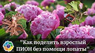 КАК ДЕЛИТЬ ПИОНЫ как делить взрослые пионы осенью без помощи лопаты?