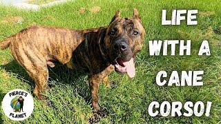 What Is It Like To Own A Cane Corso? Meet My New Best Friend