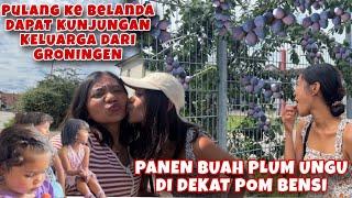 PANEN PLUM UNGU DI DEKAT POM BENSIN SAATNYA PULANG KE BELANDA