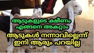 ആടുകൾക്ക് ഉണ്ടാകുന്ന ക്ഷീണം എങ്ങനെ അകറ്റാം ആടുകളെ നല്ല രീതിയിൽനന്നാക്കിഎടുക്കാം Goat farming kerala