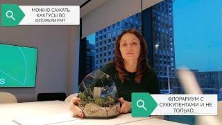 ФЛОРАРИУМ С СУККУЛЕНТАМИ . РАССЕИВАЮ МИФЫ