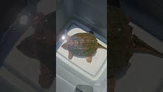 Turtle SOUP #wildgamecooking