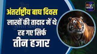 International Tiger Day लाखों की तादाद में थे रह गए सिर्फ तीन हजार  Tiger Population