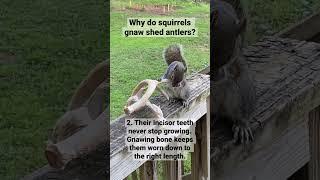 Why do squirrels gnaw shed deer antlers? #deer #antlers #shedhunting #shorts