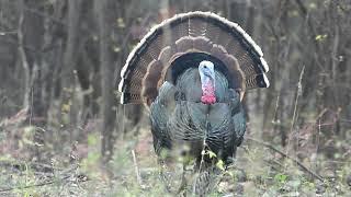 The Wild Turkeys flamboyant mating strut - Beautiful Feather Display