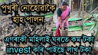 পুখুৰী নোহোৱাকৈ হাঁহ পালন Duck farm॥Duck farm in Assam॥Duck farm without Pond #duckfarming #farming