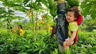 Together with my daughter I picked flowers and papaya fruit to sell. Repair barns for livestock