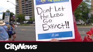 Politicians hit LCBO picket lines as Ford government pens new letter to management