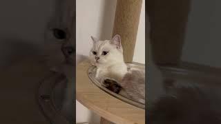 Lucky Meow  ฮิเมะคนสวย #cat #แมวขาว #แมวสก็อตติชโฟลด์ #แมวน่ารัก