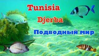 Остров Джерба Тунис 2019. Подводный мир Средиземного моря.