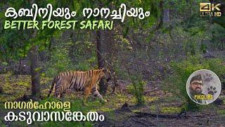 Kabini and Nanachi  Better safari in Nagarhole Tiger Reserve forest