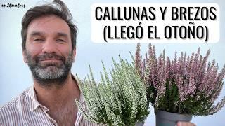 CÓMO PLANTAR BREZOS Y CALLUNAS cómo plantar cuidar una calluna  en20metros