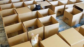 AMEOW-ZING 50 Box Cat Maze - Cole and Marmalade
