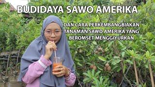 KISAH INSPIRASI  BUDIDAYA SAWO AMERIKA DENGAN CARA SAMBUNG PUCUK & SAMBUNG SUSU OMSET MENGGIYURKAN