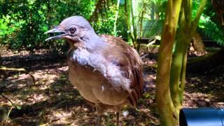 The Amazing Lyrebird The Best Songbird - طائرالقثارة أفضل طائر مغرد