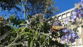 09-25-16 Danaus plexippus