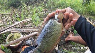 Wild anglers find spots inhabited by lots of monster betok fish  Fishing for betok fish in the