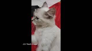 #kuchingviral Kucing mojo  pandai urut perut.