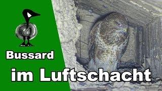 Bussard im Luftschacht - Tiernotruf #172