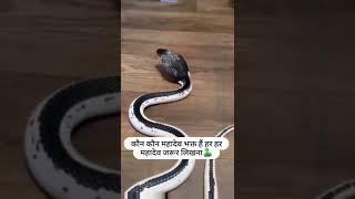 Bholenath Ka Bhakt Status  Bholenath Snake  Status  Viral Bholenath video #shorts