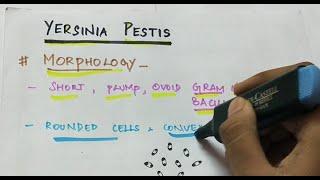 Yersinia pestis  Microbiology  Handwritten notes