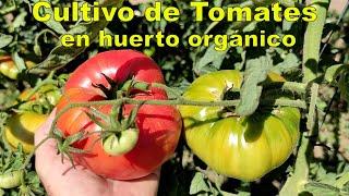 Tomato cultivation in an organic garden.