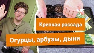 Как правильно посеять огурцы арбузы и дыни на рассаду?