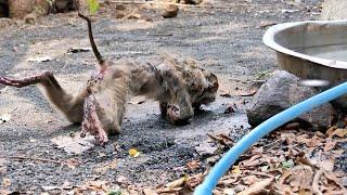 God help... Pity skinny  monkey MOKA got weakness after electricity shock