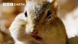 Cheeky Chipmunk Steals Neighbours Acorn Supply  Earths Great Seasons  BBC Earth