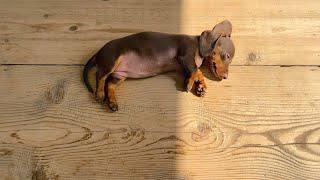 Mini Dachshund puppy is sunbathing.