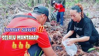 BERBURU JAMUR SAWIT ‼️BERSAMA SANG ISTRI TERCINTA @mang tomo channel