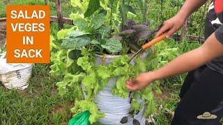 No space No Problem. Isang Sako lang Ang daming Tanim  Grow Salad Vegetables in Sack.