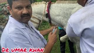 castration of horse  removal of testicles of horse  Ghode ka bdhiyakaran  dr umar khan