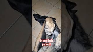 invasion de malinois