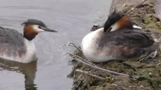 THE GREAT CRESTED GREBE   THE CIRCLE OF LIFE  IN HD