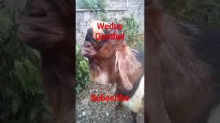 Wedus gembel #wedus #kambingkurbanmurah #kambingkontes #kambing